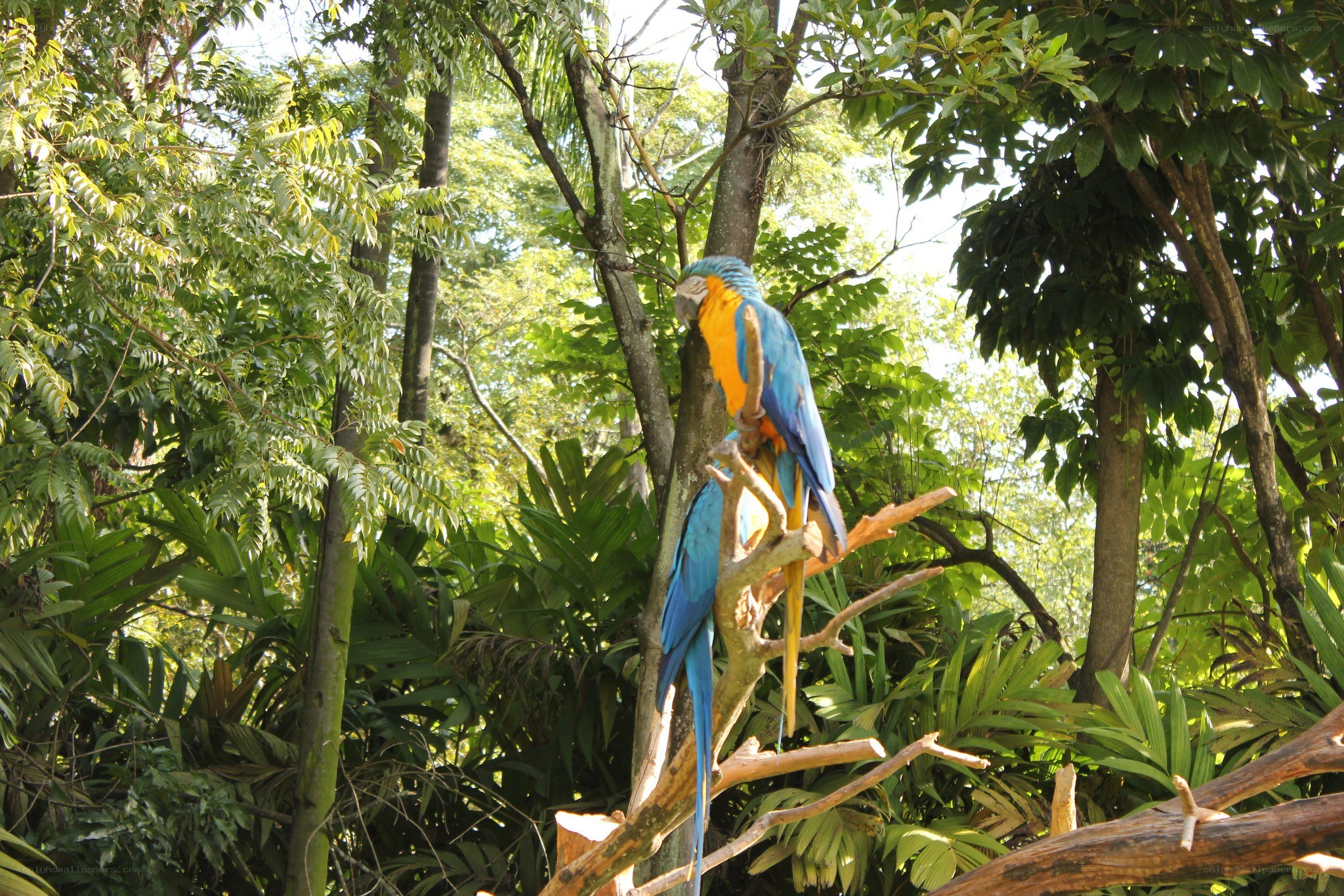Blue-and-yellow macaw in forest