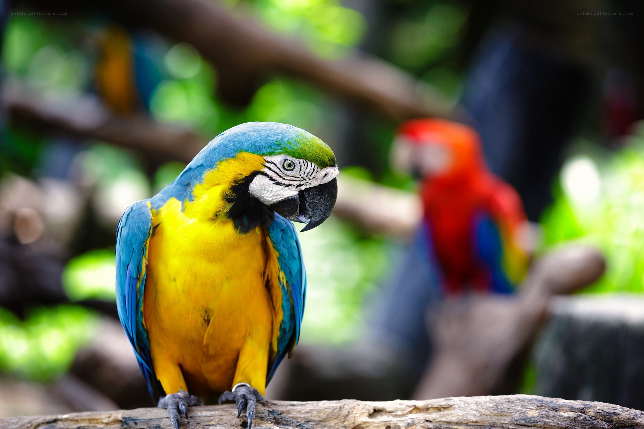 Blue-and-yellow macaw on a branch