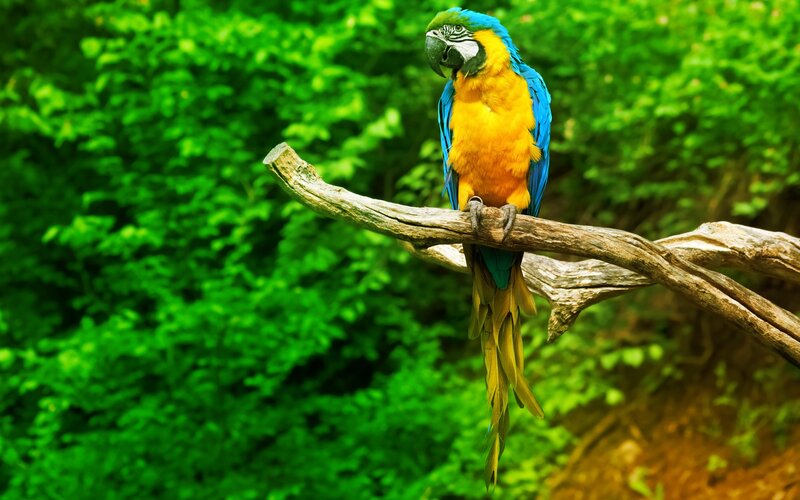 Blue-and-yellow macaw on branch