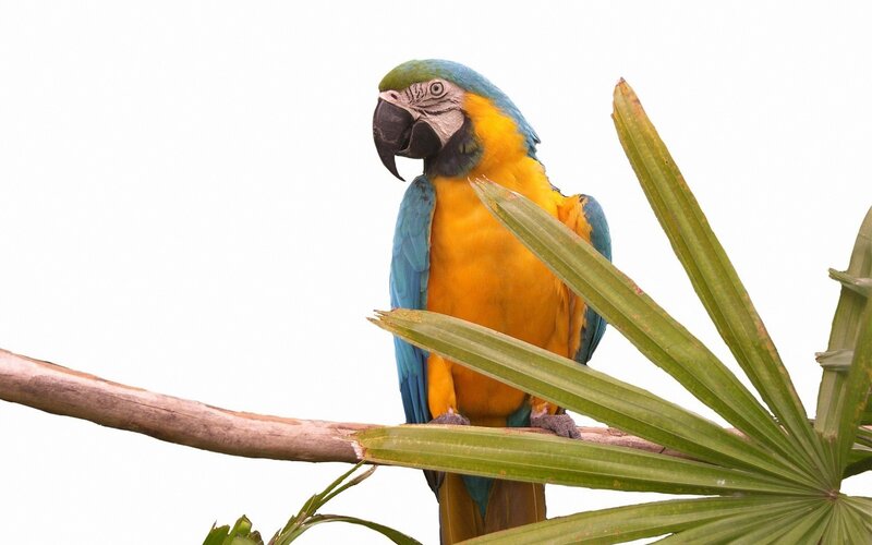 blue-and-yellow macaw on branch