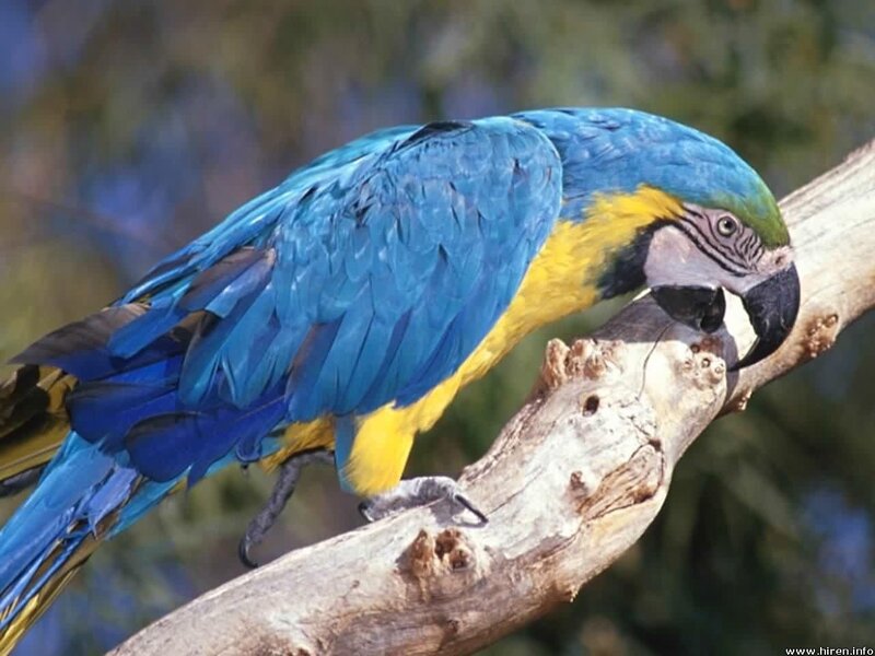blue and yellow macaw on branch