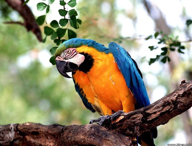 Blue-and-yellow macaw on branch