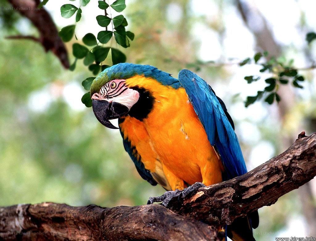 Blue-and-yellow macaw on branch
