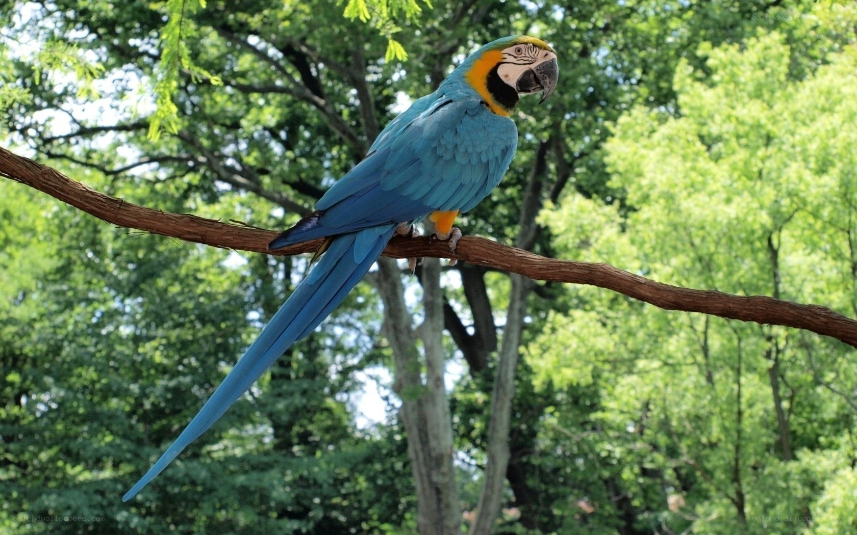 Blue-and-yellow macaw on branch