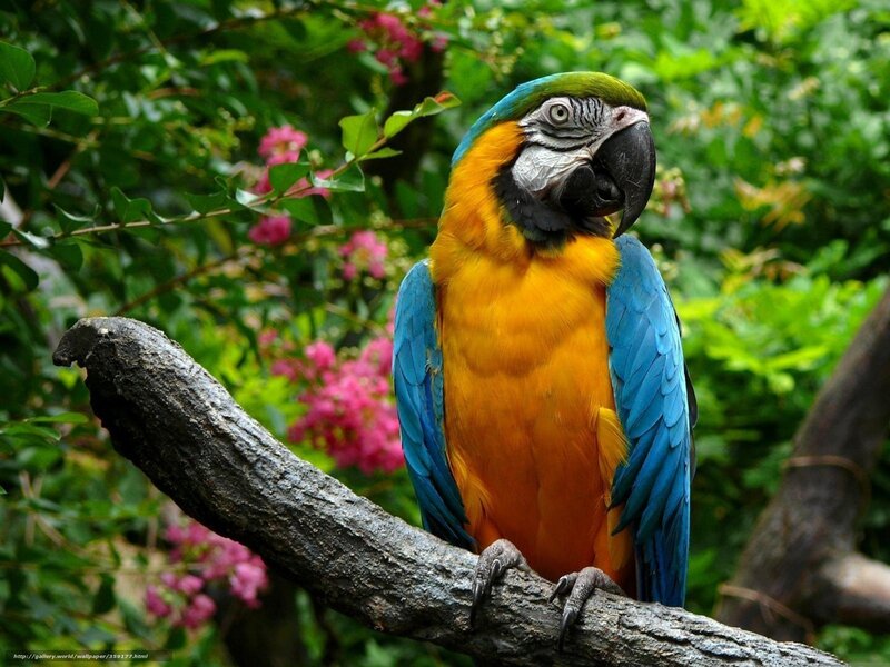 Blue-and-yellow macaw on branch