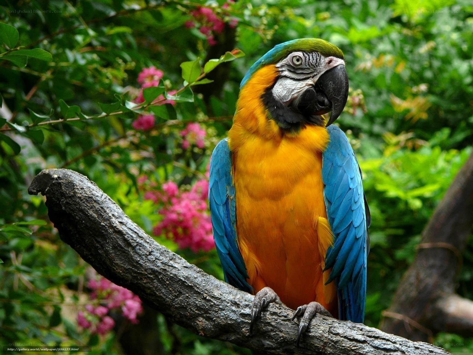 Blue-and-yellow macaw on branch