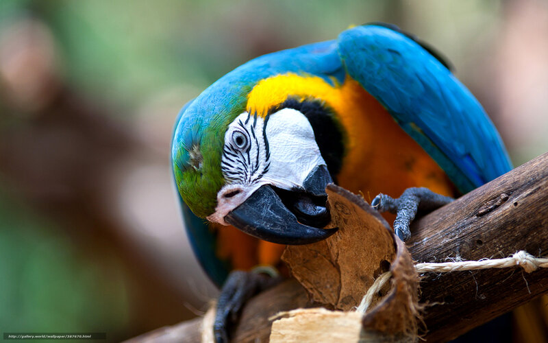 Blue-and-yellow macaw on branch