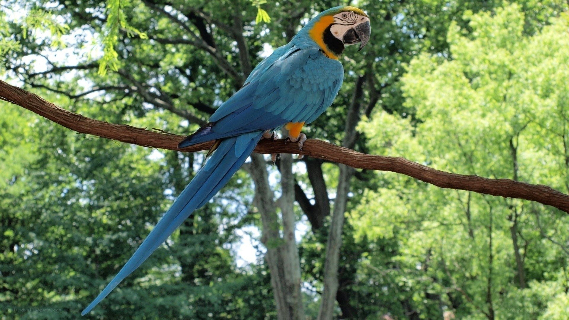 Blue-and-yellow macaw on branch