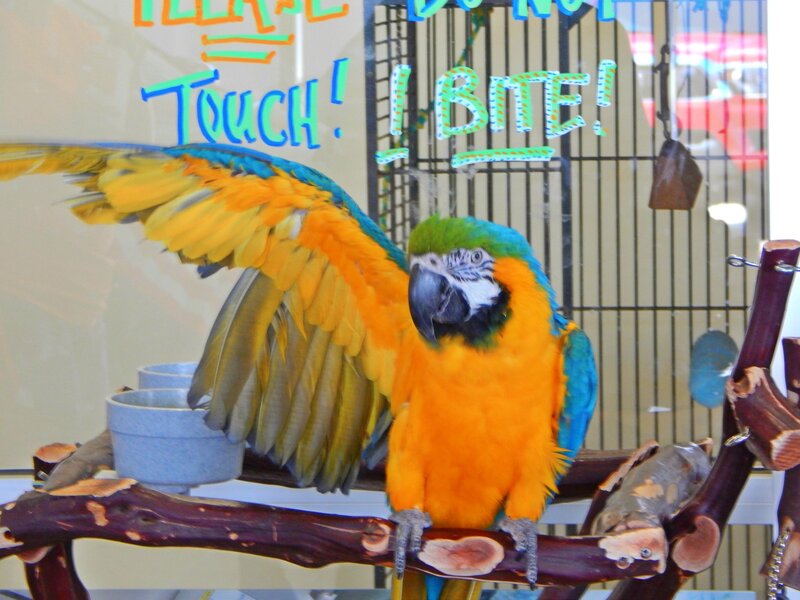 Blue-and-yellow Macaw — Orange, Calm