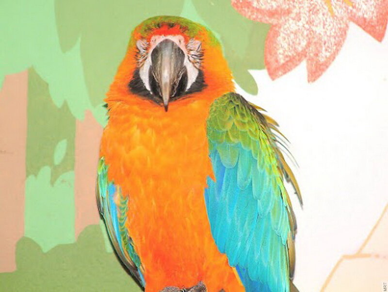 Blue-and-yellow Macaw — Orange