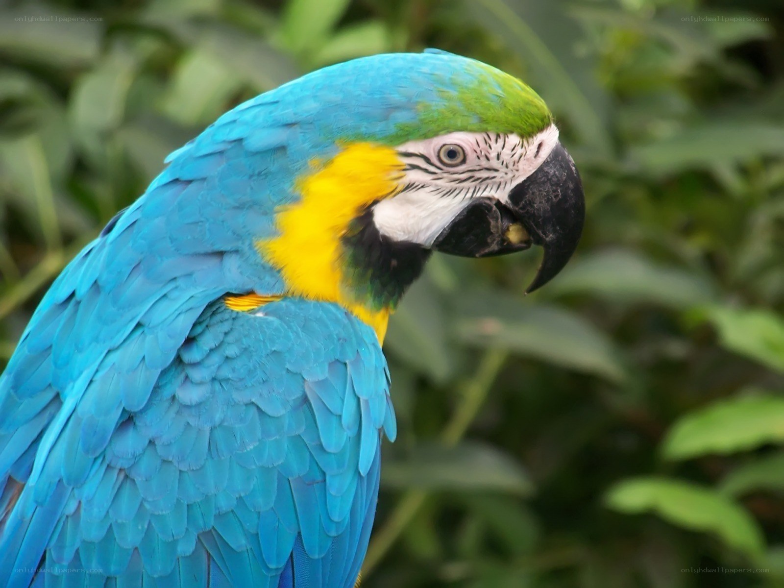 blue and yellow macaw parrot