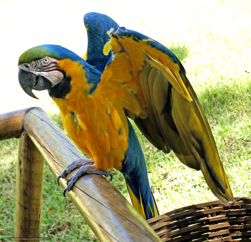 Blue-and-yellow macaw perched