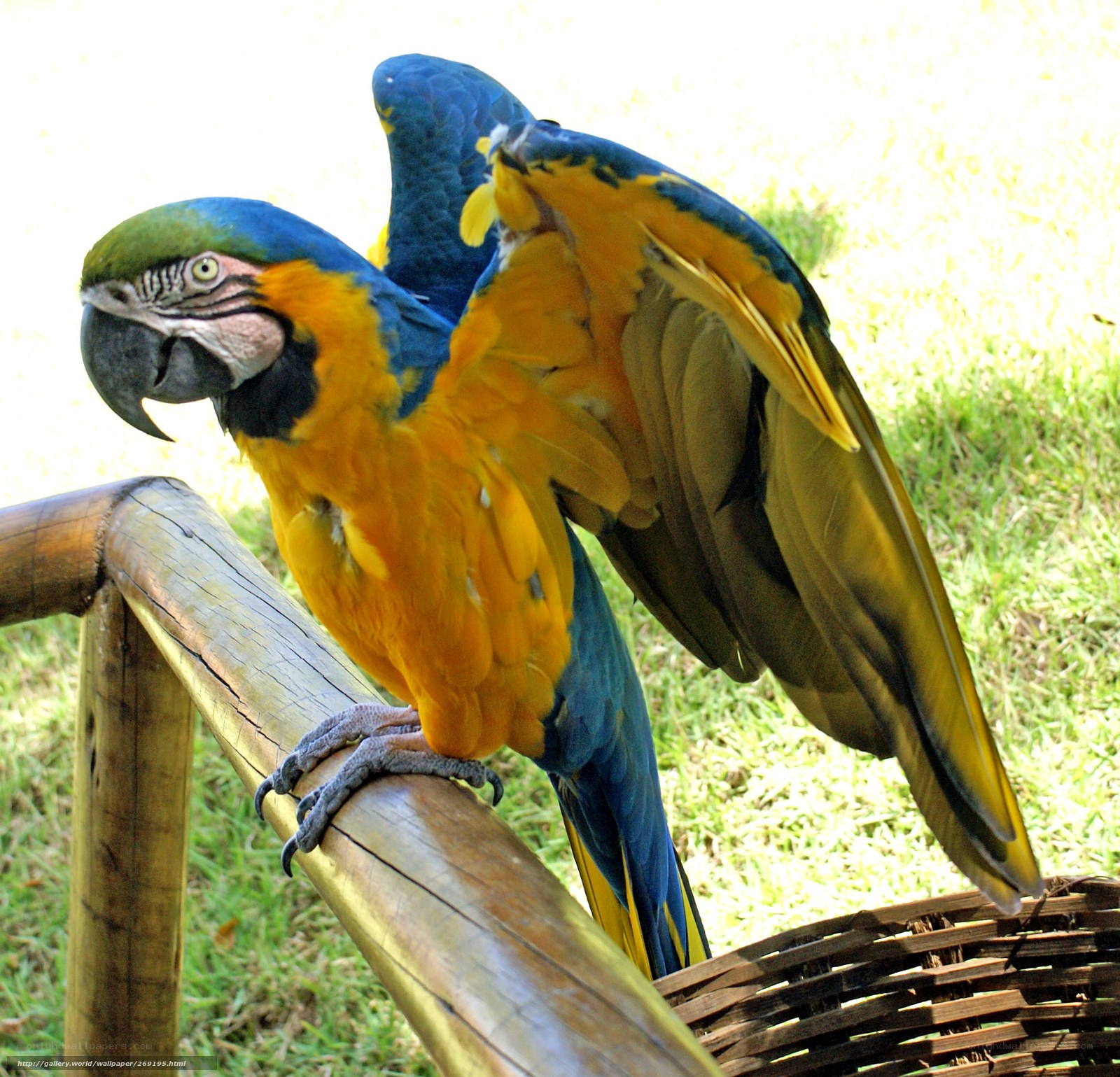 Blue-and-yellow macaw perched