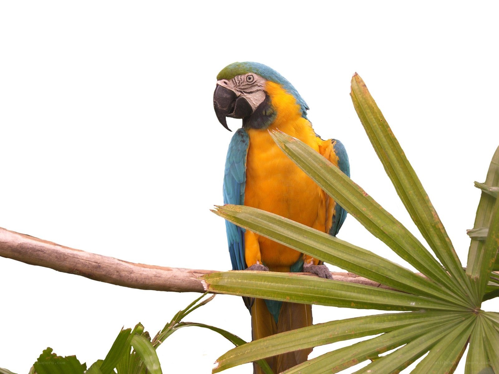 Blue-and-yellow macaw perched