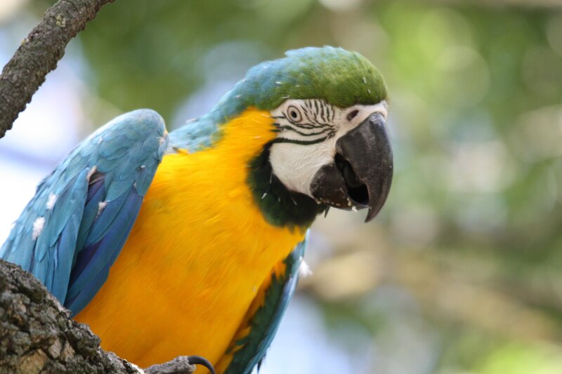 Blue-and-yellow macaw perched