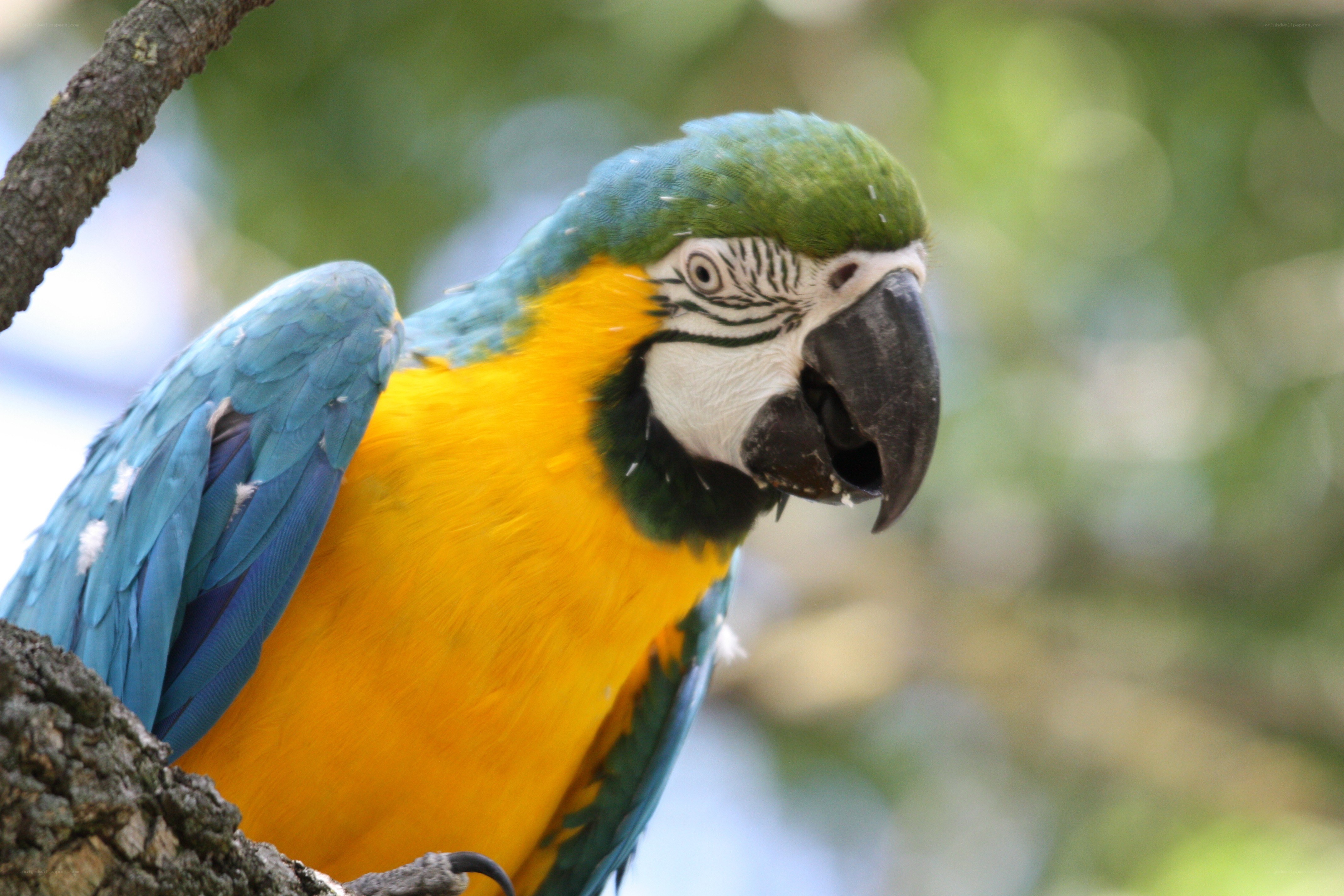 Blue-and-yellow macaw perched