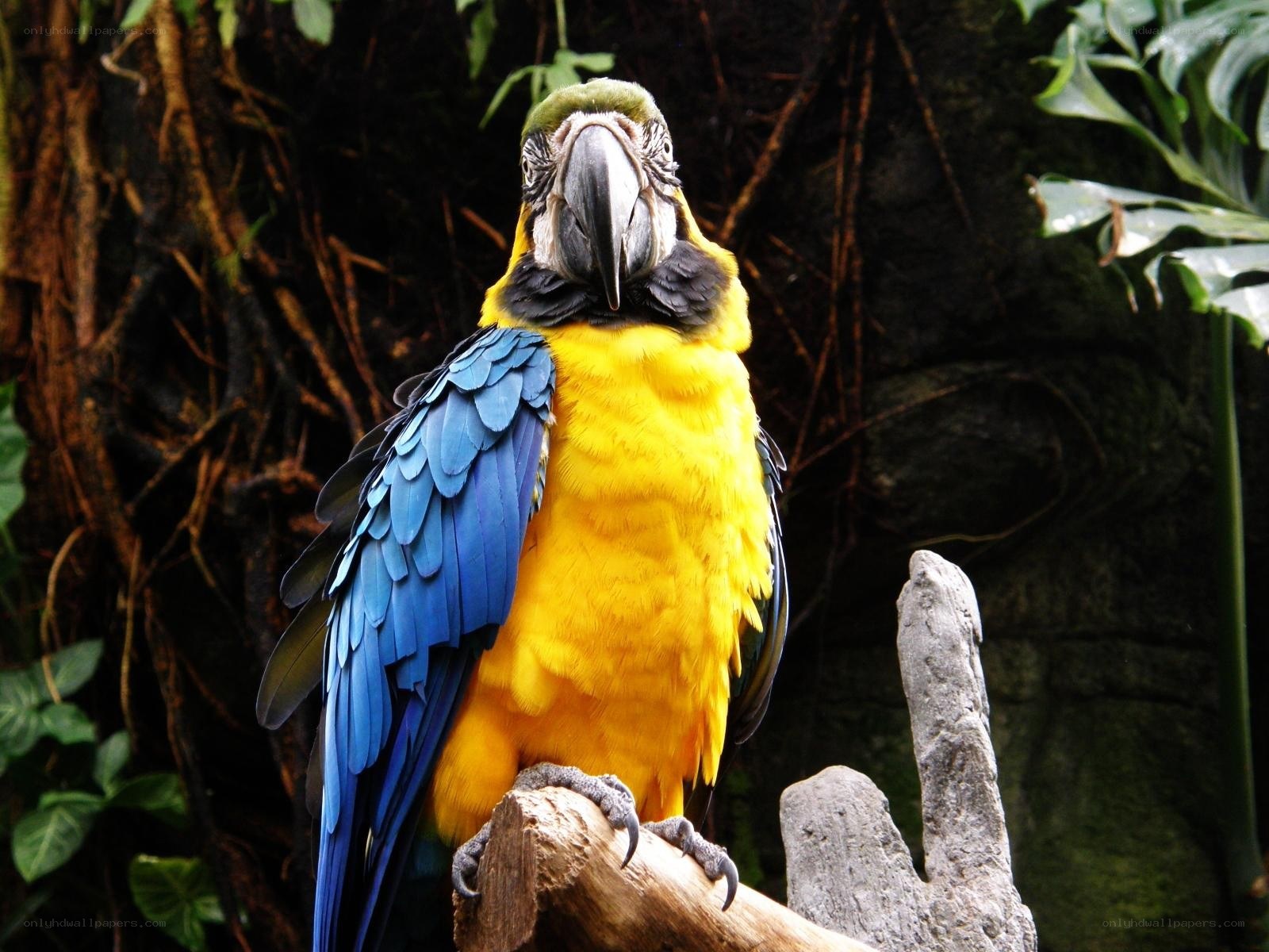 Blue-and-yellow macaw perched