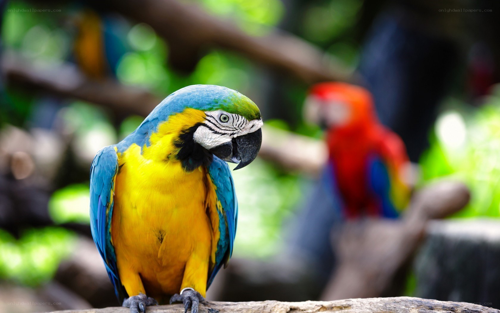 blue-and-yellow macaw perched