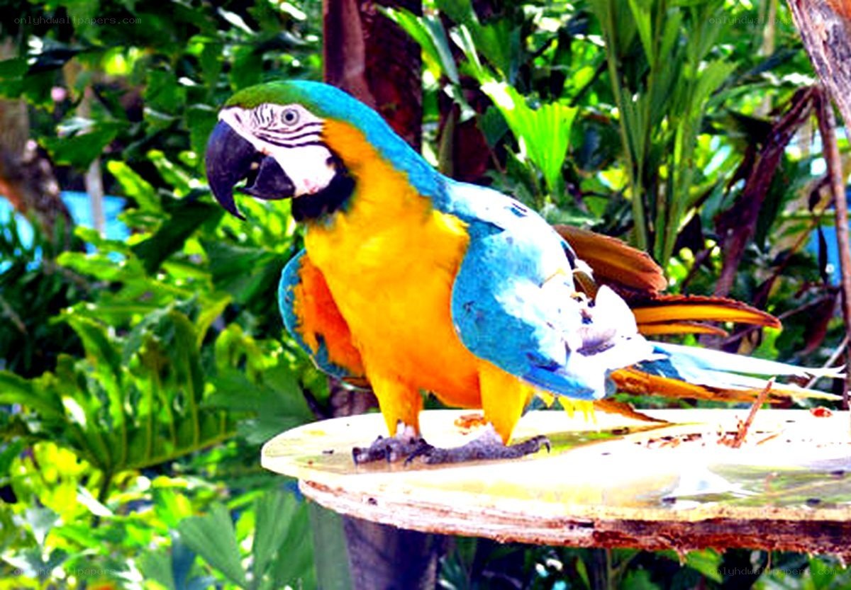Blue-and-yellow macaw perched
