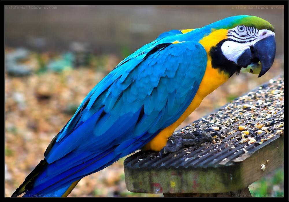 Blue-and-yellow macaw perched