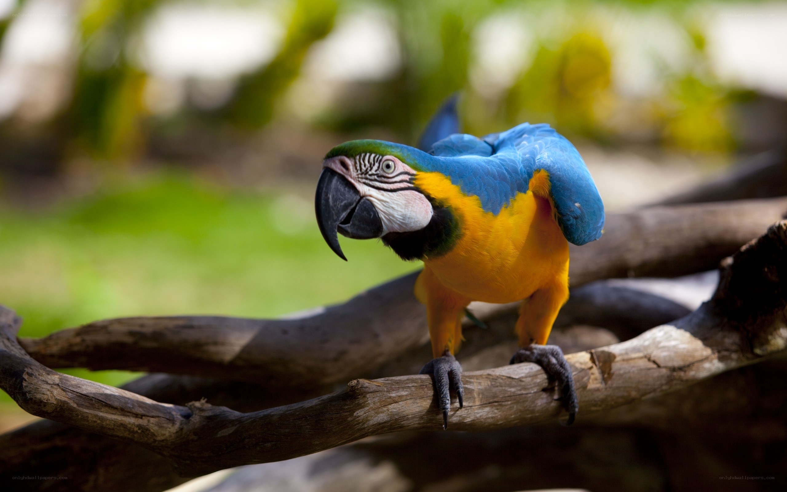 Blue-and-yellow macaw perched