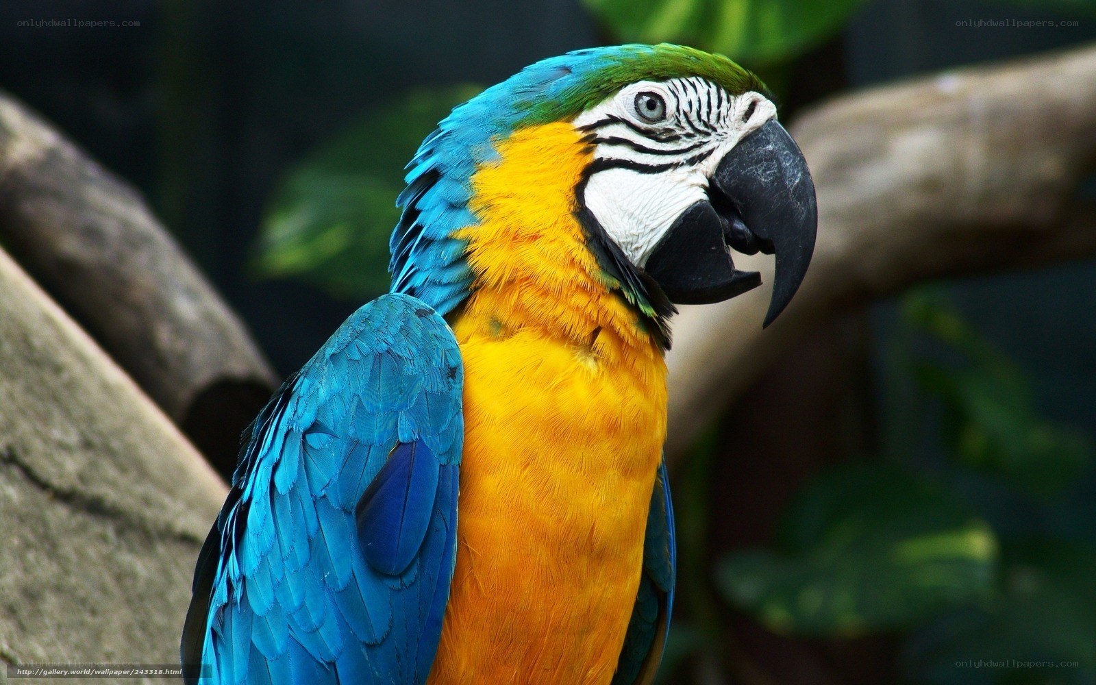 Blue-and-yellow macaw portrait