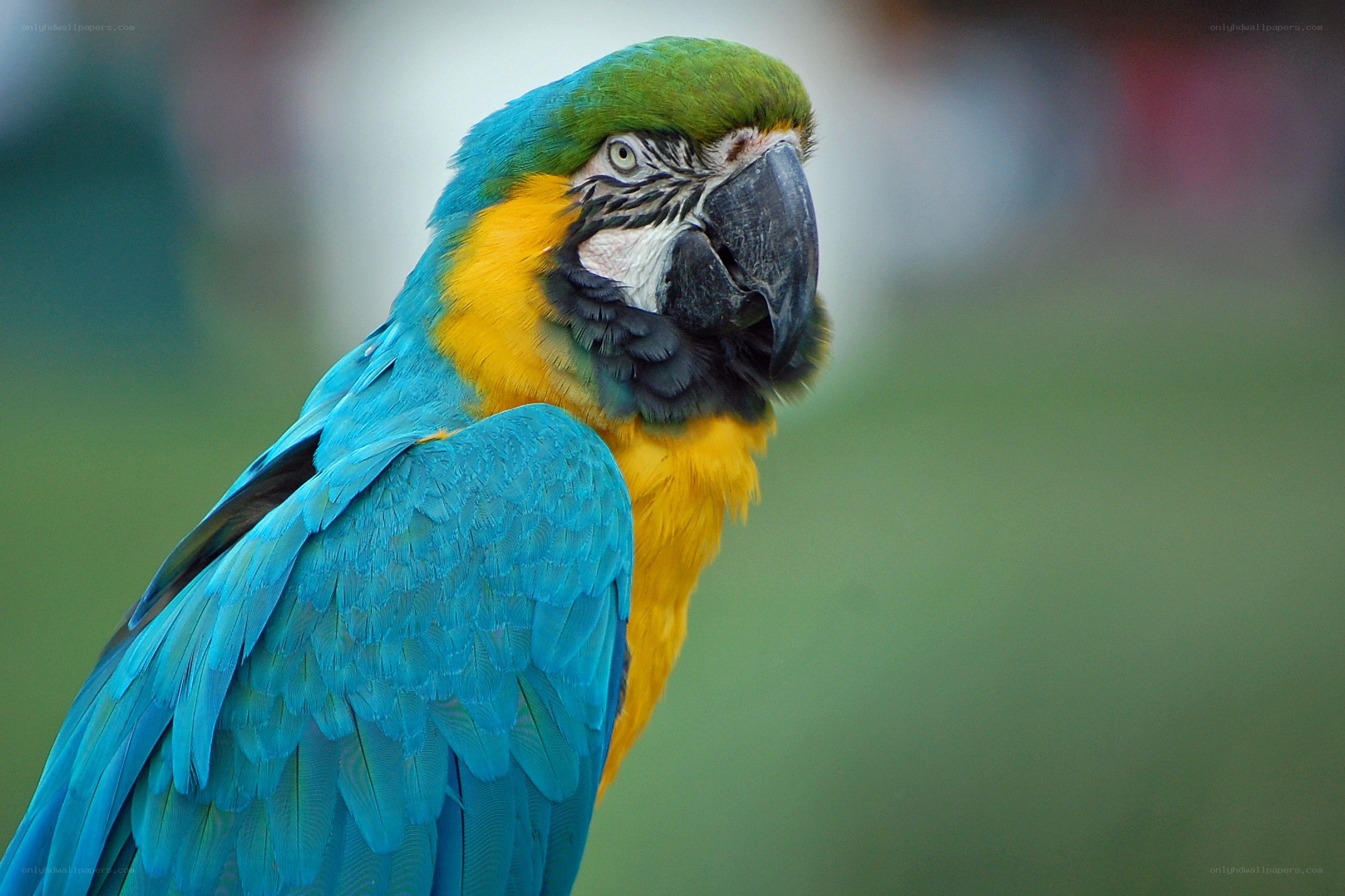 blue-and-yellow macaw portrait
