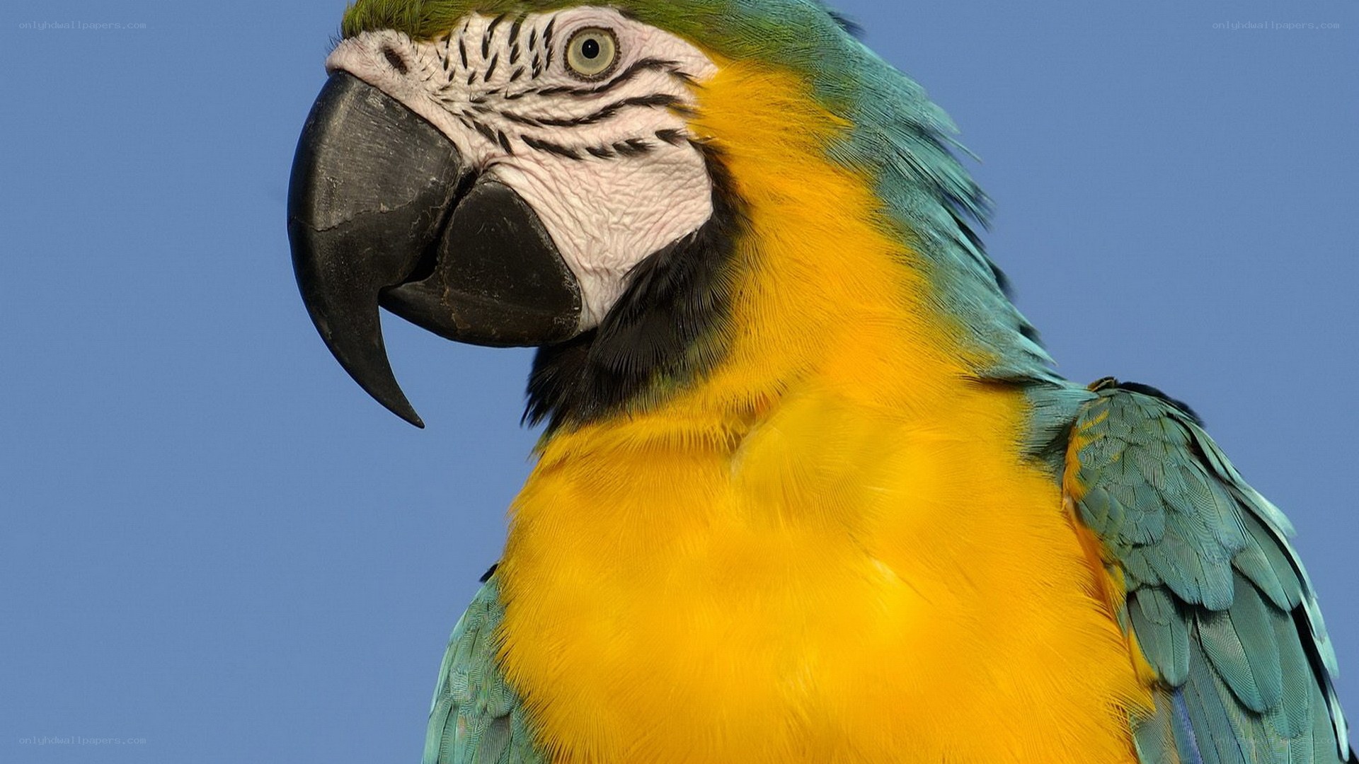 Blue-and-yellow macaw portrait