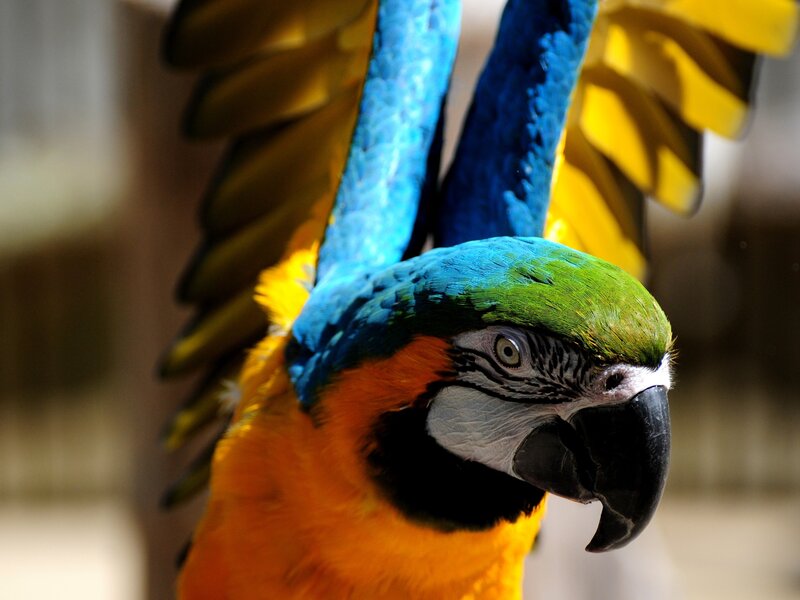 blue-and-yellow macaw portrait
