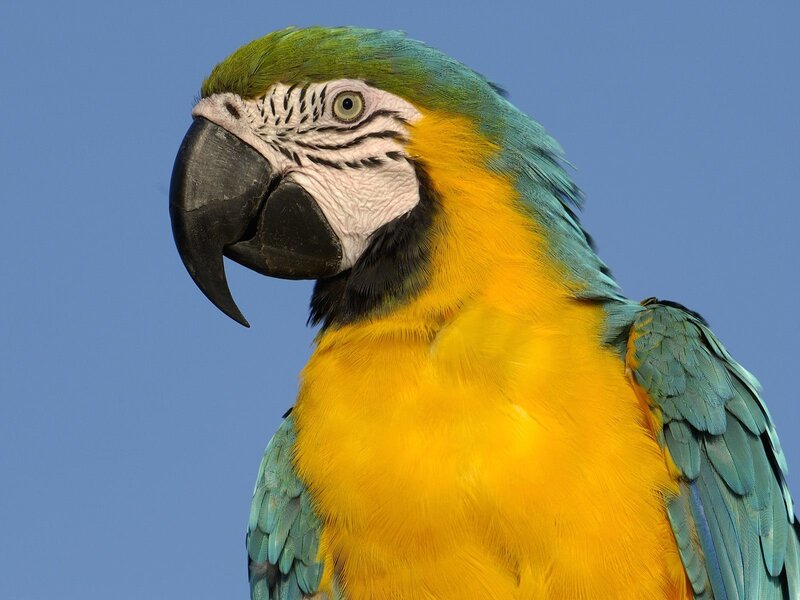 Blue-and-yellow macaw portrait