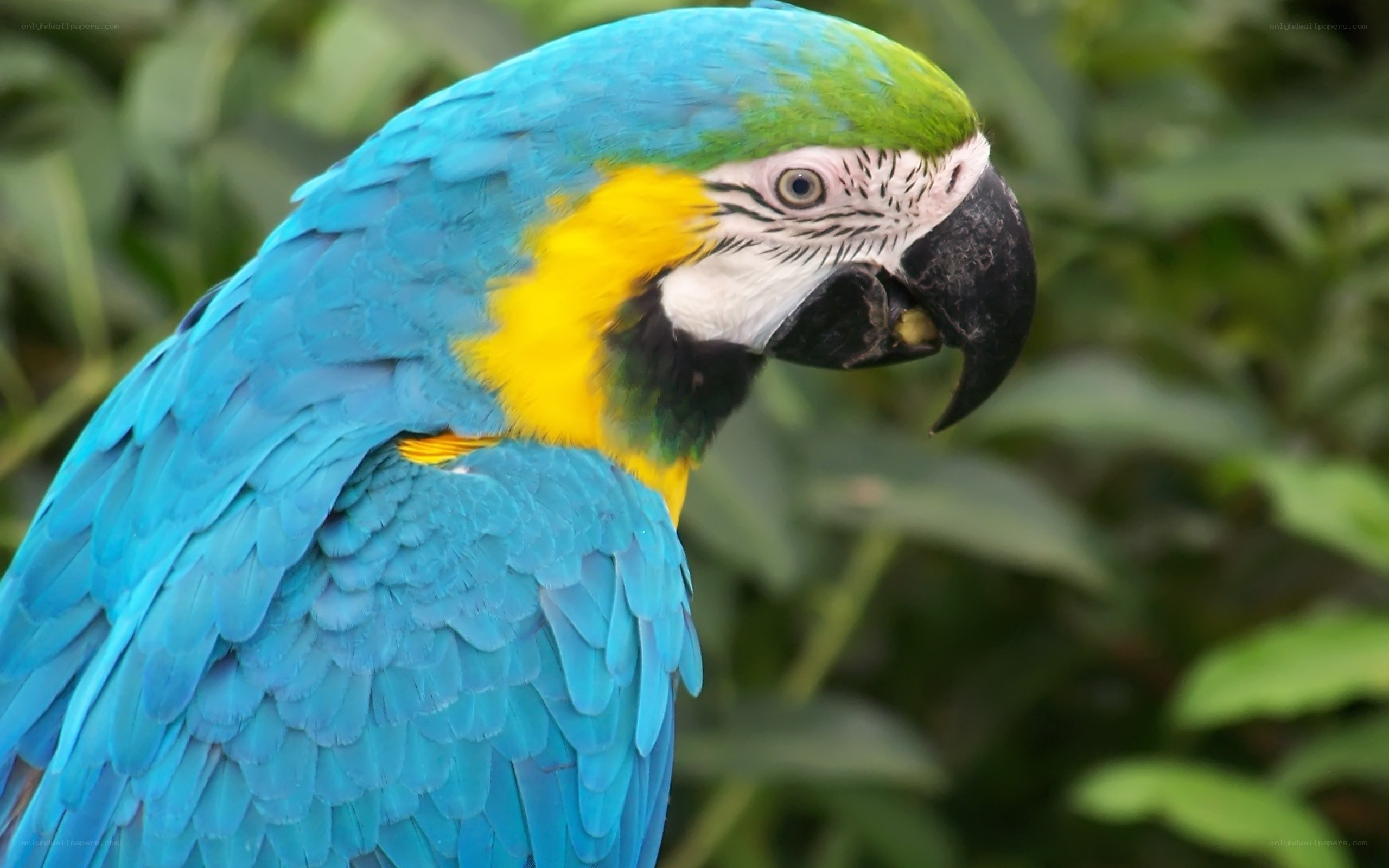 blue-and-yellow macaw portrait