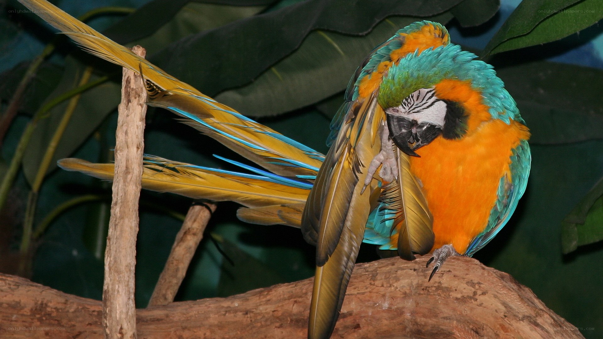 Blue-and-yellow macaw preening