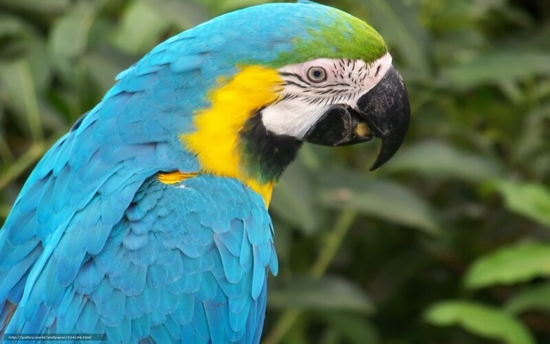 blue and yellow macaw
