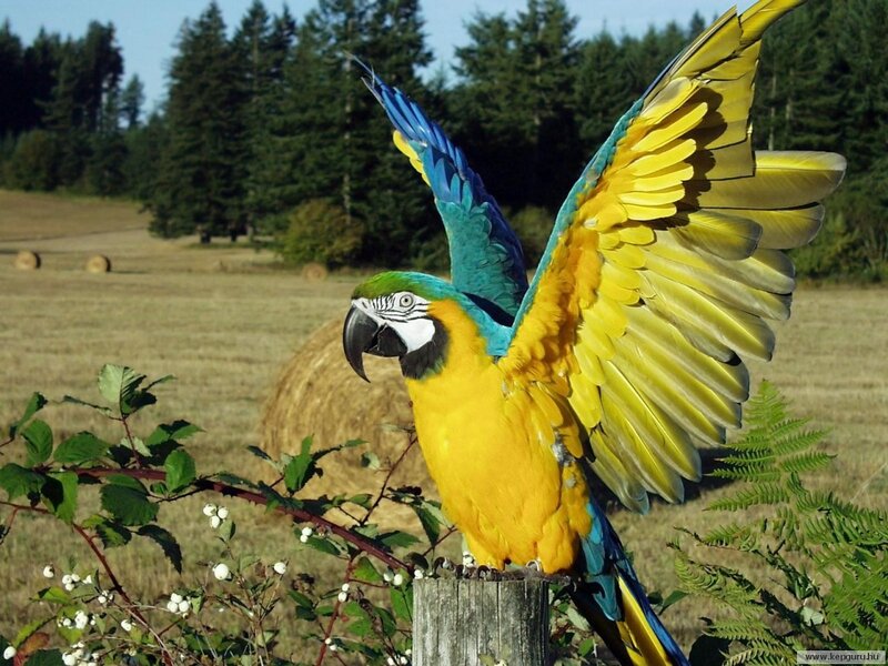 Blue-and-yellow Macaw — Yellow, Calm, Afternoon