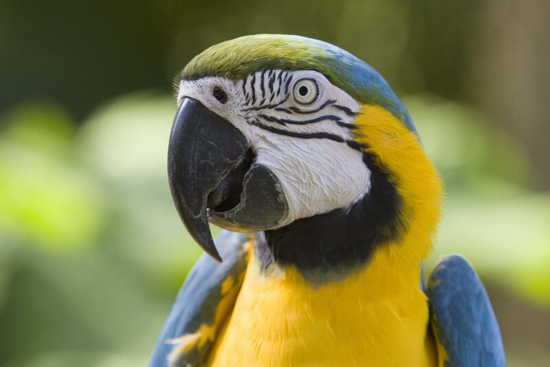 Blue-and-yellow Macaw — Yellow, Calm, Photograph, Bird, Beak, Feathers