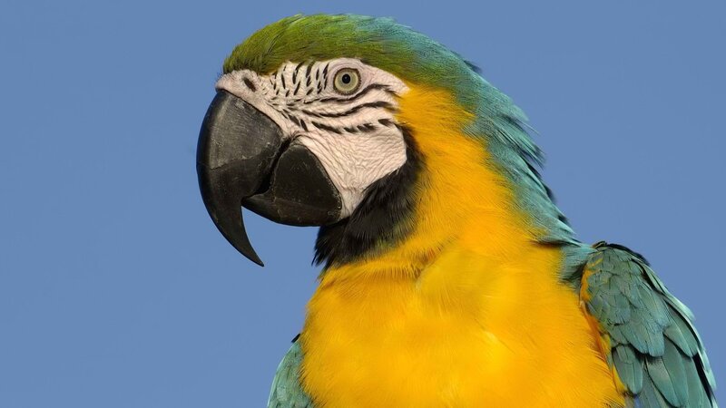 Blue-and-yellow Macaw — Yellow, Calm, Photograph, Bird, Sky, Blue