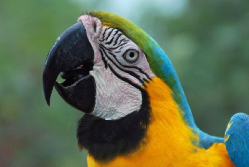 Blue-and-yellow Macaw — Yellow, Calm, Photograph