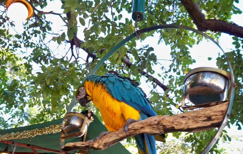 Blue-and-yellow Macaw — Yellow, Calm