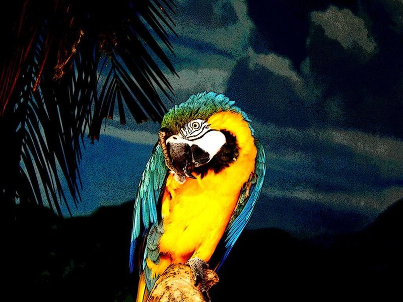 Blue-and-yellow Macaw — Yellow, Dramatic, Night