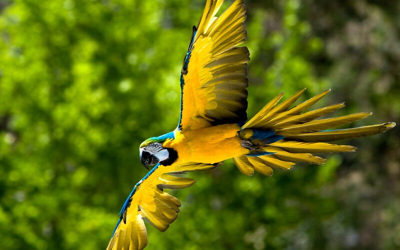 Blue-and-yellow Macaw — Yellow, Dynamic, Afternoon, Photograph