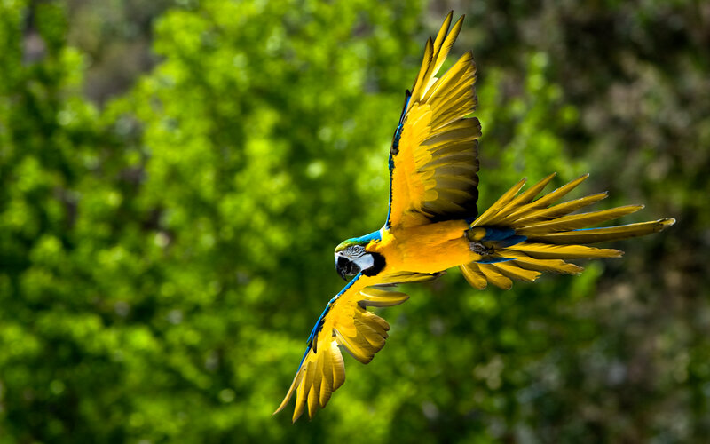 Blue-and-yellow Macaw — Yellow, Dynamic, Afternoon