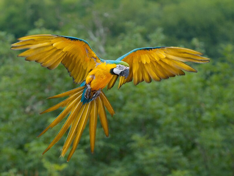 Blue-and-yellow Macaw — Yellow, Dynamic, Photograph, Bird