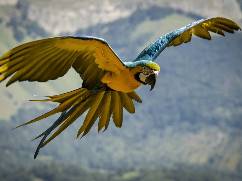 Blue-and-yellow Macaw — Yellow, Dynamic, Photograph, Bird, Wings