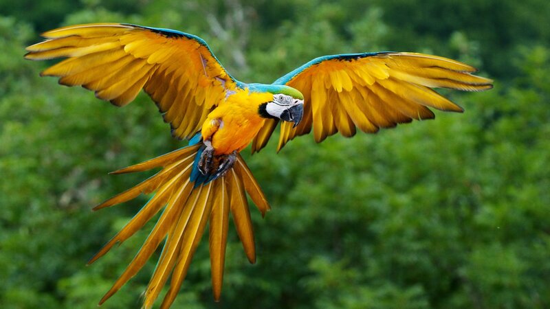Blue-and-yellow Macaw — Yellow, Dynamic, Photograph, Forest, Wings