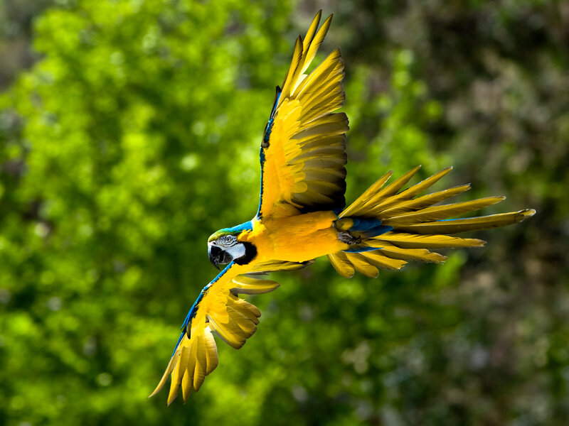 Blue-and-yellow Macaw — Yellow, Dynamic