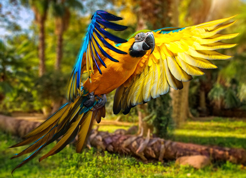 Blue-and-yellow Macaw — Yellow, Vibrant, Afternoon