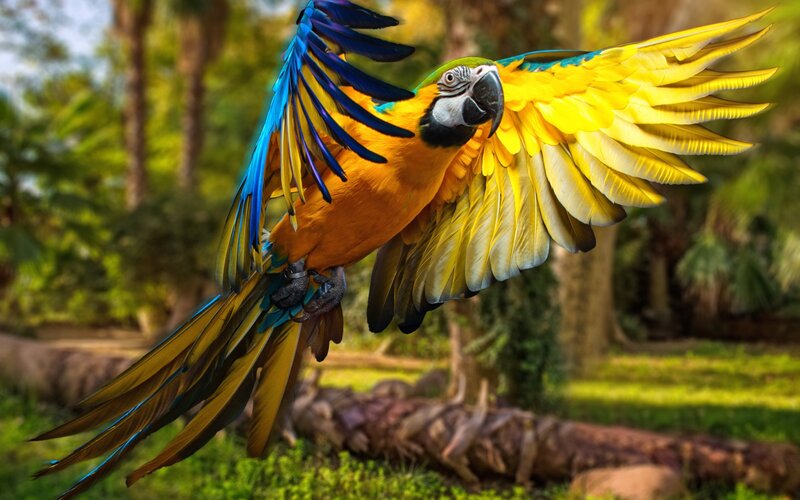 Blue-and-yellow Macaw — Yellow, Vibrant