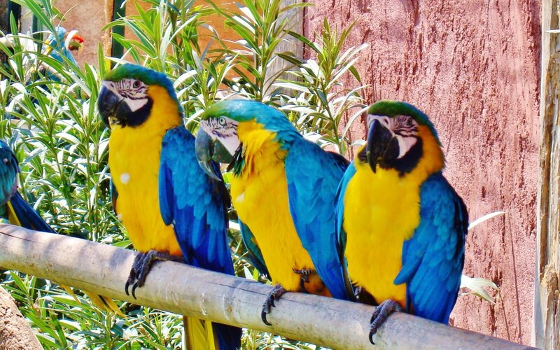 Blue-and-yellow Macaws — Blue, Calm, Afternoon, Photograph