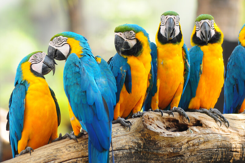 Blue-and-yellow Macaws — Blue, Calm, Afternoon