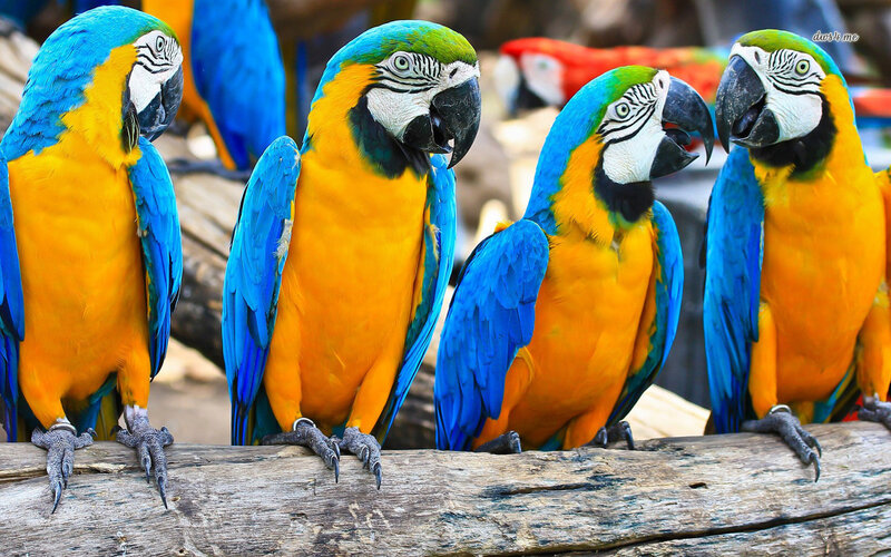 Blue-and-yellow Macaws — Blue, Calm, Photograph, Birds